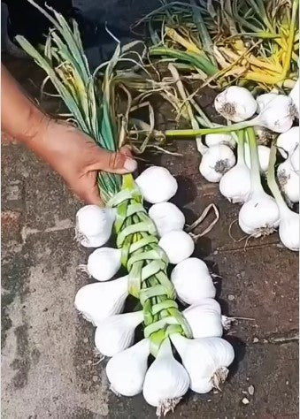 Garlic Braiding Workshop