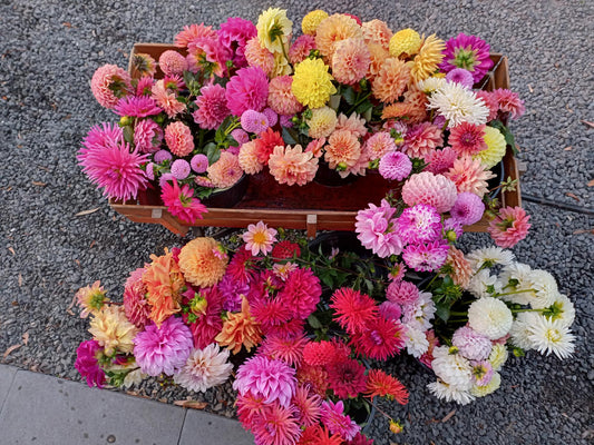 DIY Dahlia Buckets for Weddings and Events Pre-order for 16 February - 1 April 2025