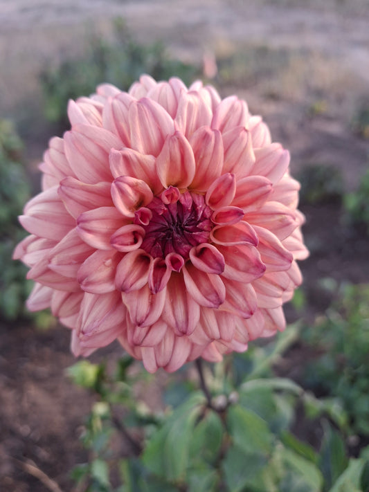 African Peach Clump - The Paddock Lal Lal