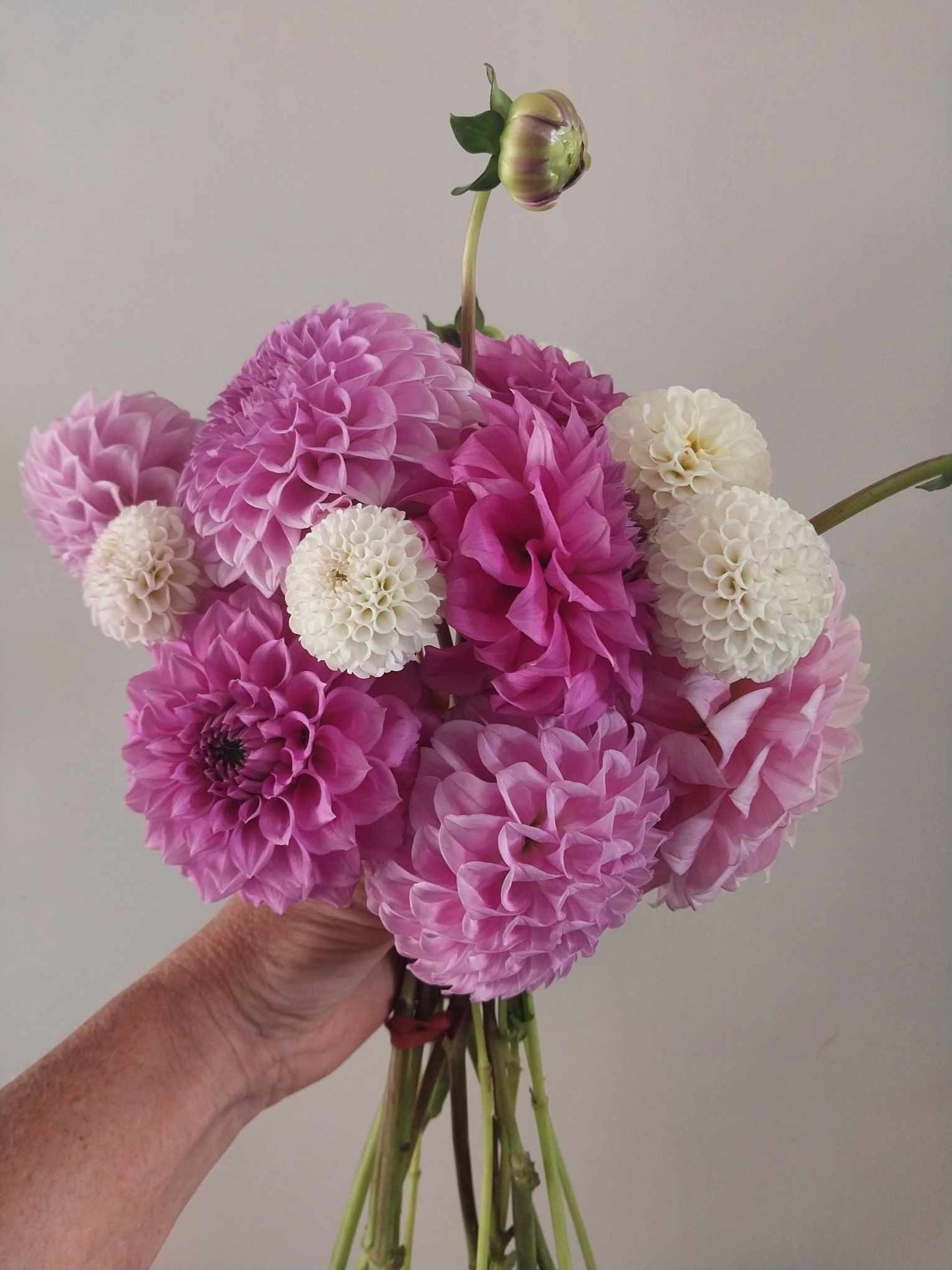 Dahlia Bunches