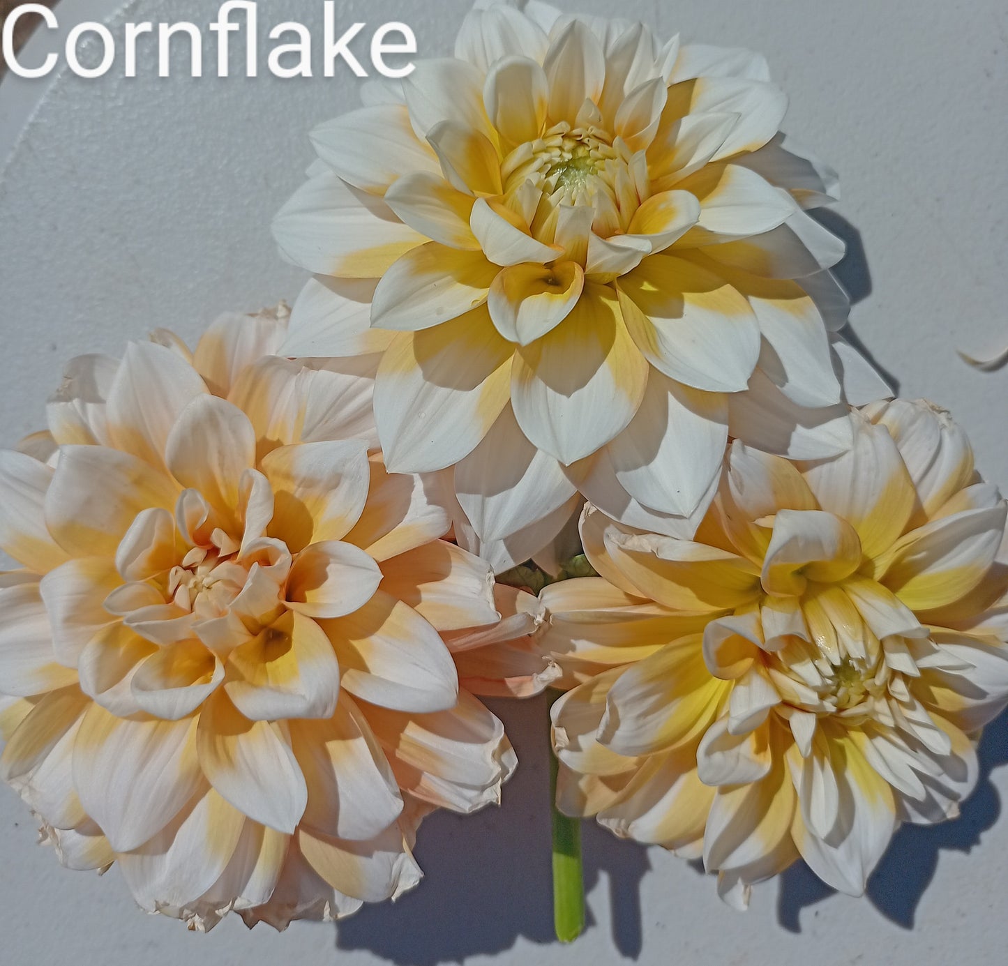 Cornflake