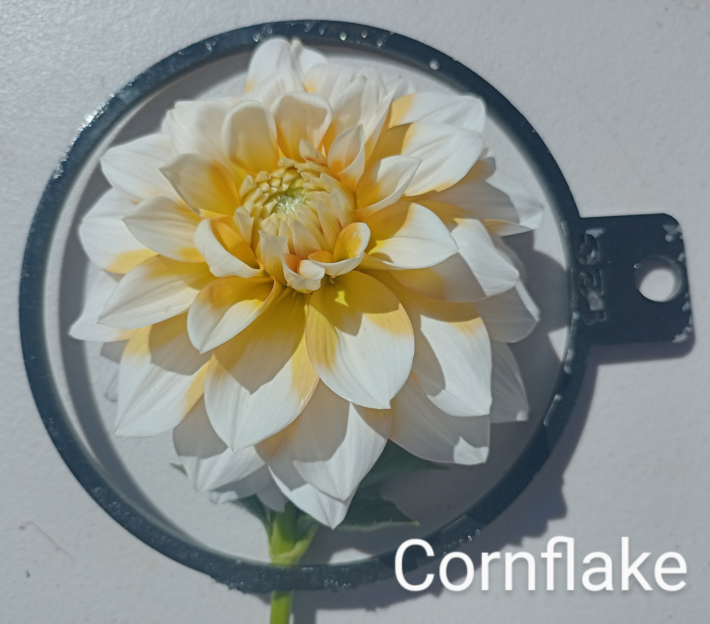 Cornflake