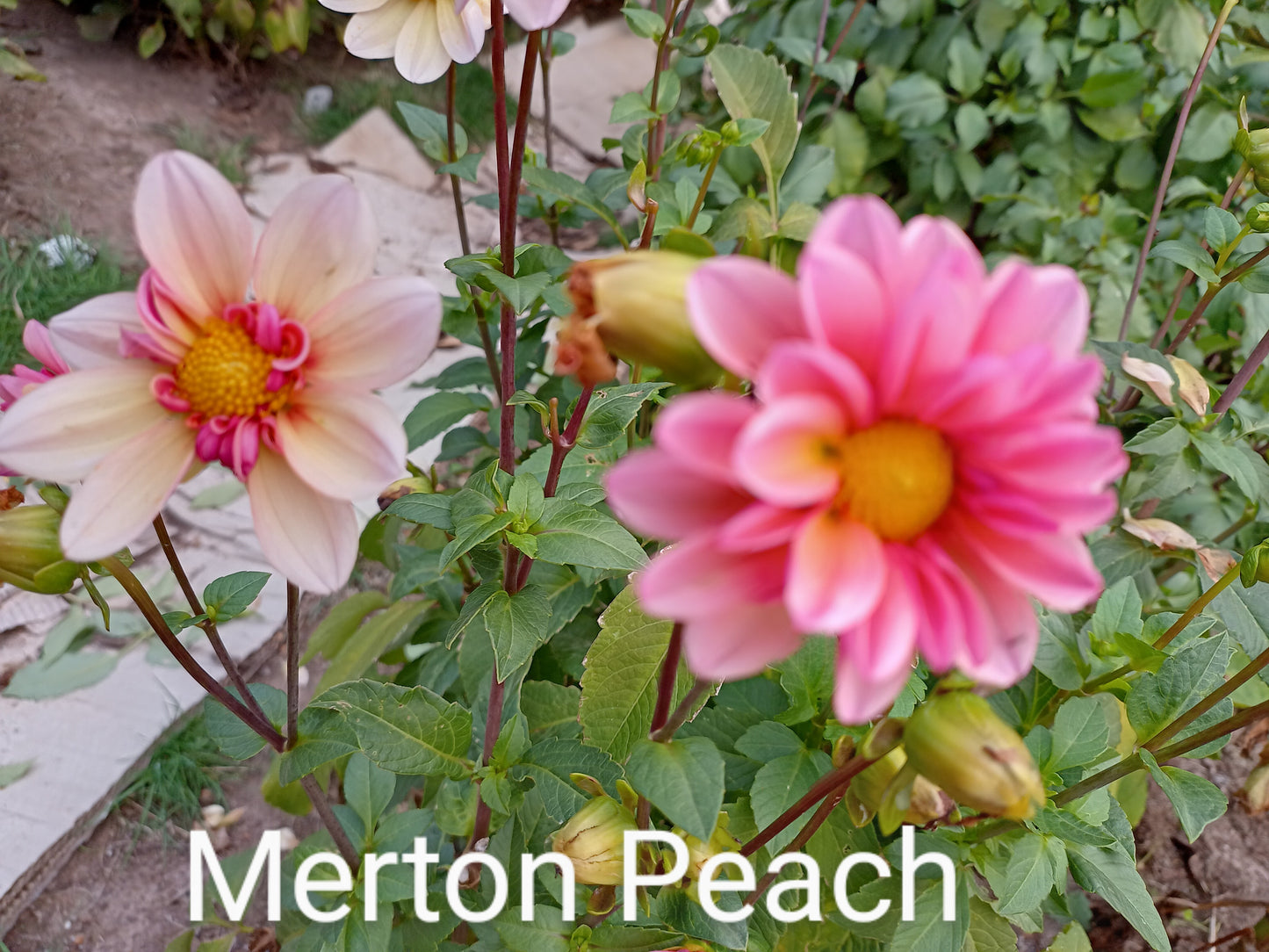 Merton's Peach