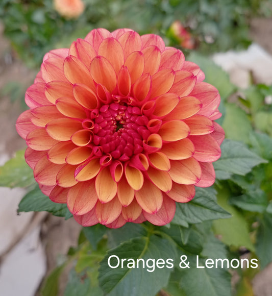 Oranges and Lemons - The Paddock Lal Lal