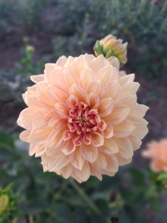Pale Orange - The Paddock Lal Lal