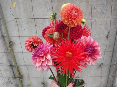 Dahlia Subscription