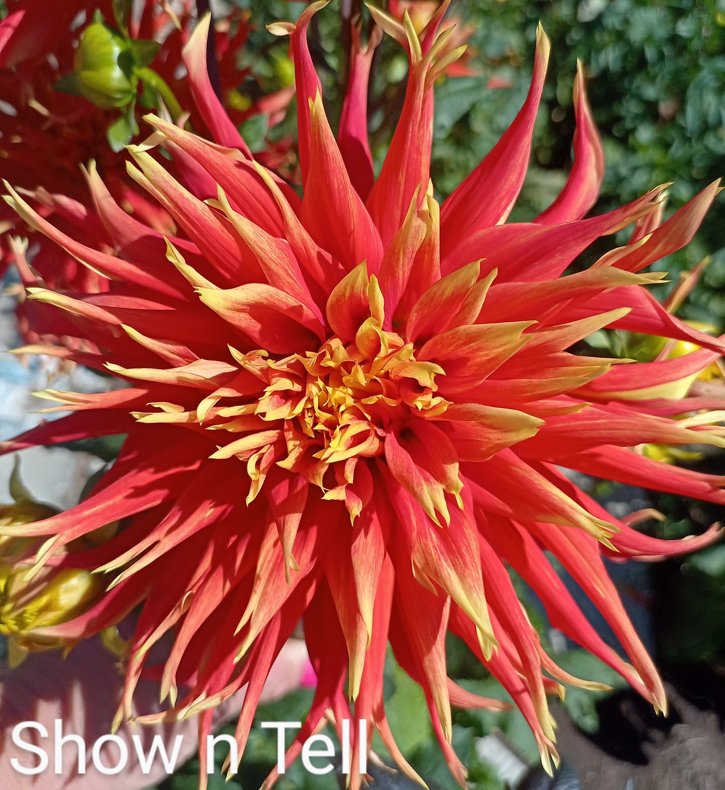 Shown n Tell - The Paddock Lal Lal
