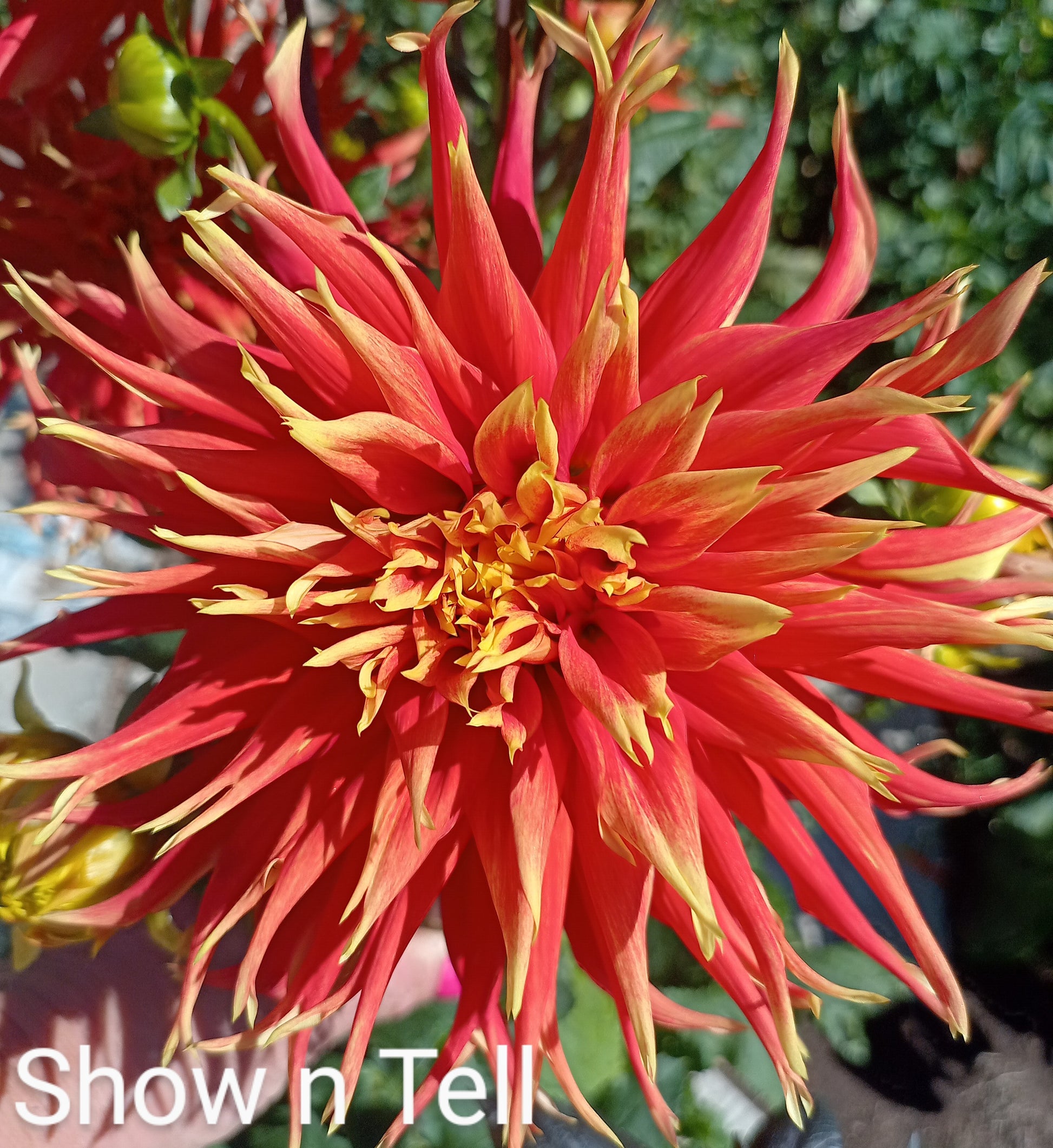 Shown n Tell - The Paddock Lal Lal